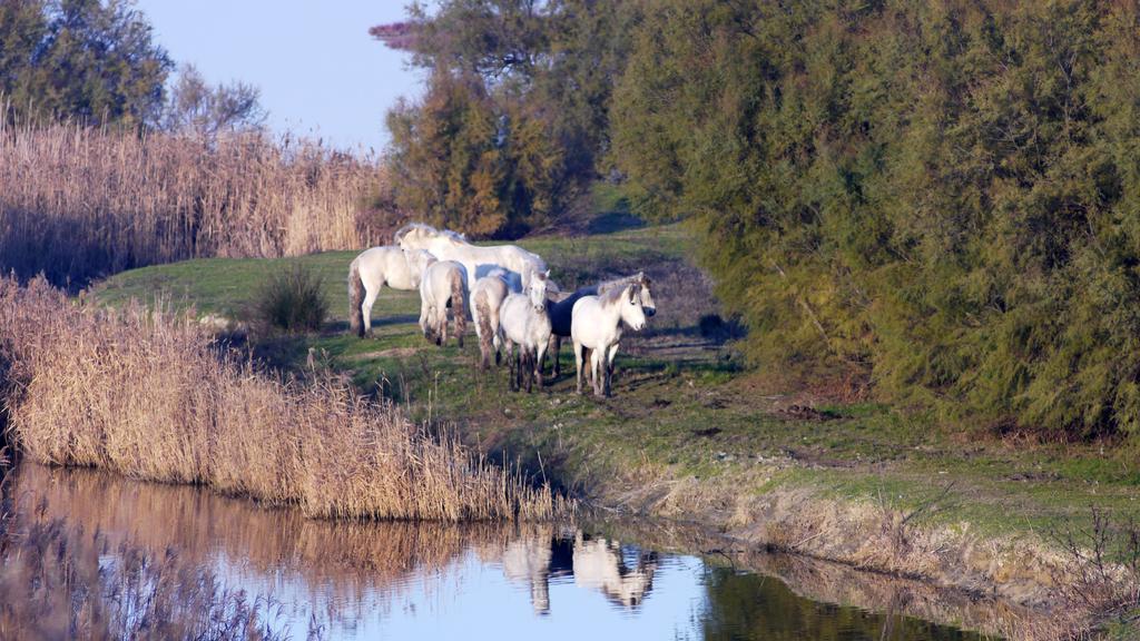 Villetta Logonovo ลิโดดิสปีนา ภายนอก รูปภาพ